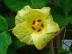 Graines de Gossypium herbaceum, Graines de Cotonnier