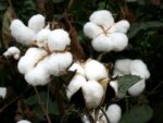 Graines de Gossypium herbaceum, Graines de cotonnier, Coton