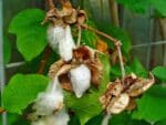 Graines de Gossypium herbaceum, Graines de cotonnier, Coton