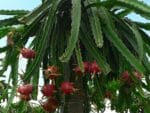 Fructification de Selenicereus undatus ou Hylocereus undatus, Fruits de Pitaya blanc, Graines de Selenicereus undatus, Graines de Hylocereus undatus - Graines de Pitaya blanc,