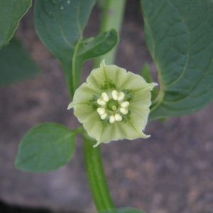 Jaltomata procumbens - Fleur