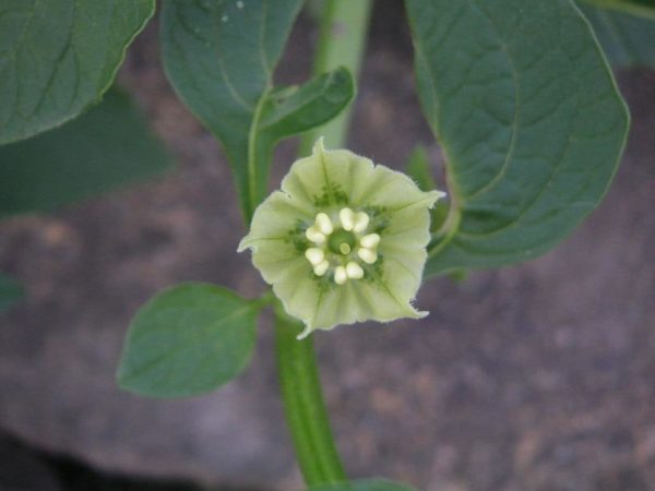 Jaltomata procumbens - Fleur