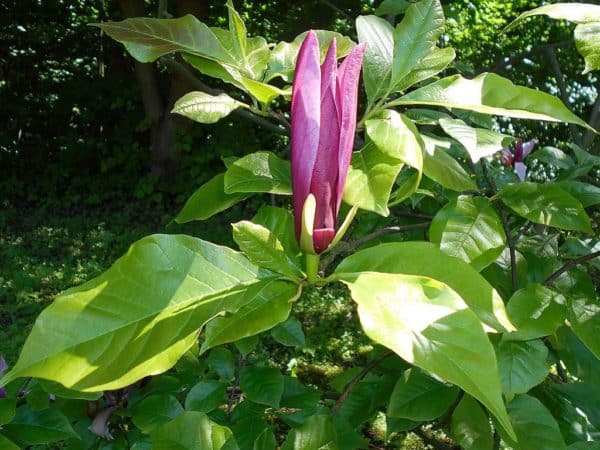 Magnolia liliiflora - Feuillage