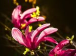 Magnolia liliiflora - Fleur