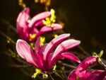 Graines de Magnolia liliiflora, graines de Magnolia à fleurs de lis