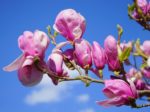 Magnolia liliiflora - Floraison