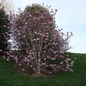 Magnolia liliiflora - Vue générale