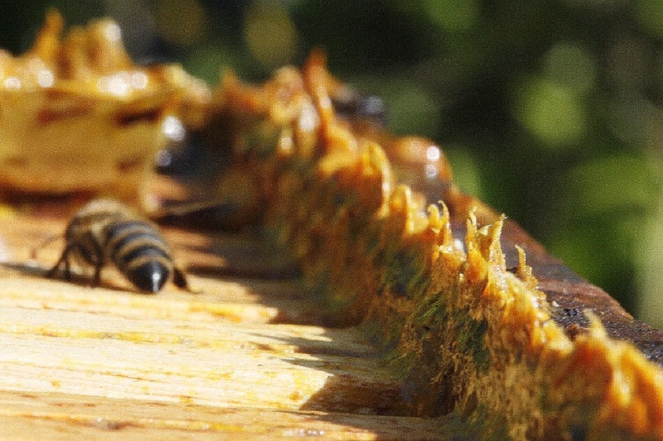 Abeille produisant de la propolis