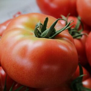 Tomate Rose de Berne - Tomate Berner rose