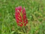 Trifolium incarnatum - Détail d'une fleur