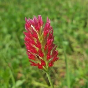 Trifolium incarnatum - Détail d'une fleur