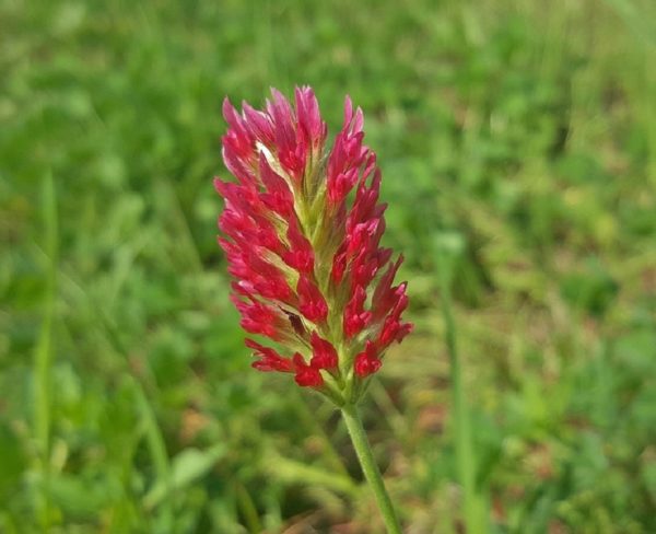 Trifolium incarnatum - Détail d'une fleur