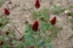 Trifolium incarnatum - En milieu naturel