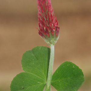 Trifolium incarnatum - Feuillage et floraison
