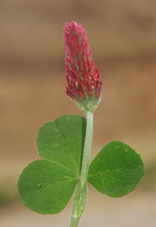 Trifolium incarnatum - Feuillage et floraison