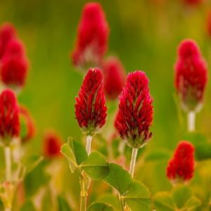 Trifolium incarnatum - Floraison