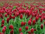 Trifolium incarnatum - Vue générale