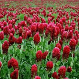 Trifolium incarnatum - Vue générale