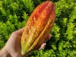 Cabosse de cacao, Cacao hybride Forastero