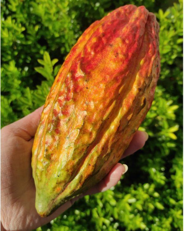 Cabosse de cacao, hybride Forastero