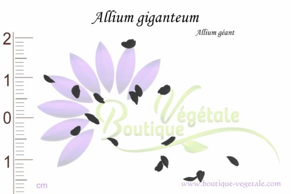 Graines d'Allium giganteum, Allium giganteum seeds