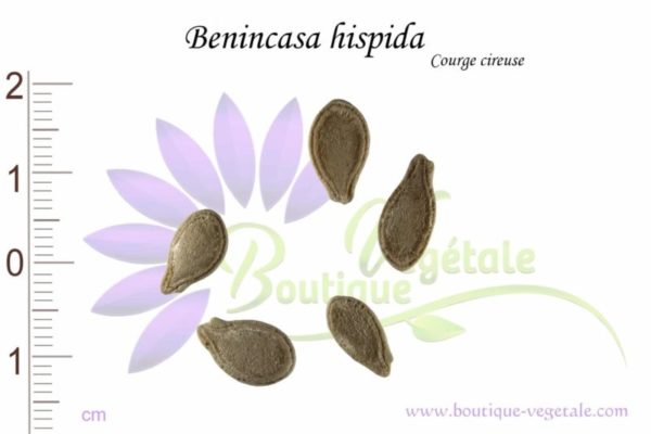 Graines de Benincasa hispida, Benincasa hispida seeds