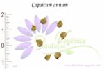 Graines de Capsicum annuum