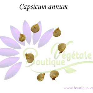 Graines de Capsicum annuum