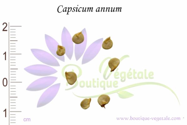 Graines de Capsicum annuum