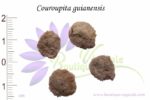 Graines de Couroupita guianensis, Couroupita guianensis seeds