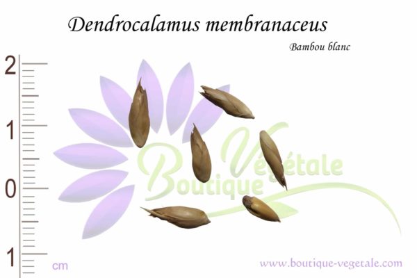 Graines de Dendrocalamus membranaceus, Dendrocalamus membranaceus seeds