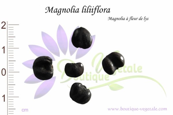 Graines de Magnolia liliiflora