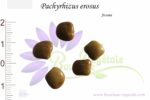 Graines de Pachyrhizus erosus, Pachyrhizus erosus seeds