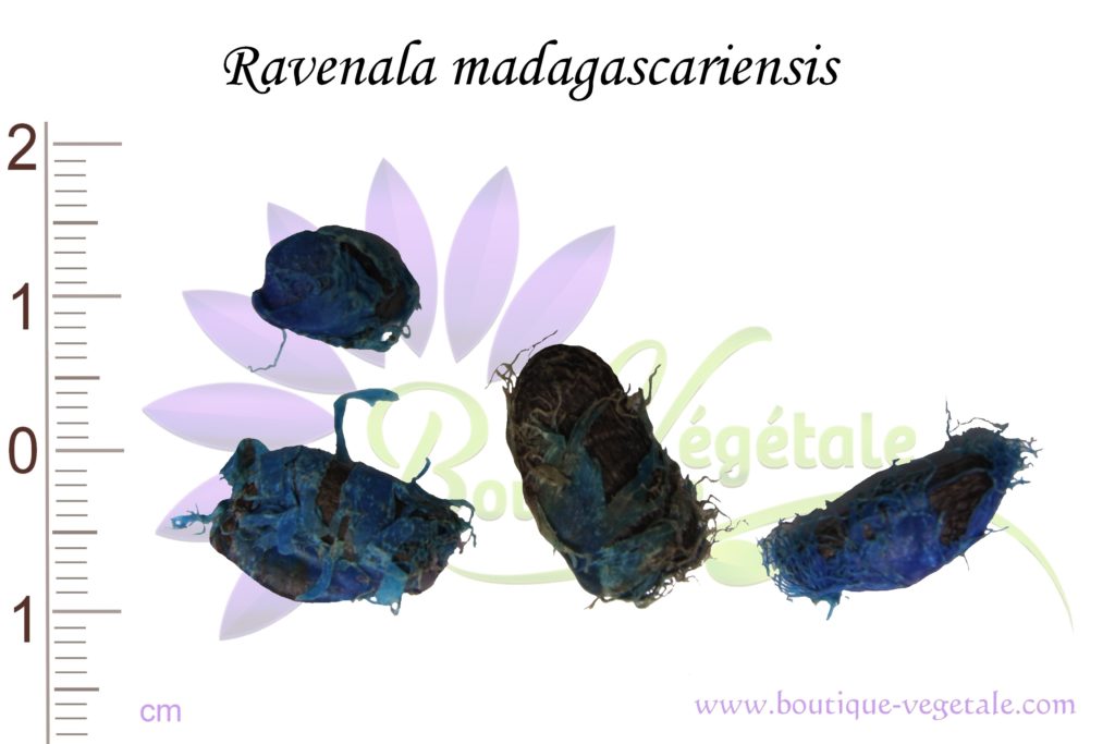 Graines de Ravenala madagascariensis, Ravenala madagascariensis seeds
