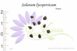 Graines de Solanum lycopersicum