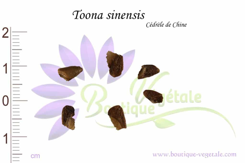 Graines de Toona sinensis, Toona sinensis seeds
