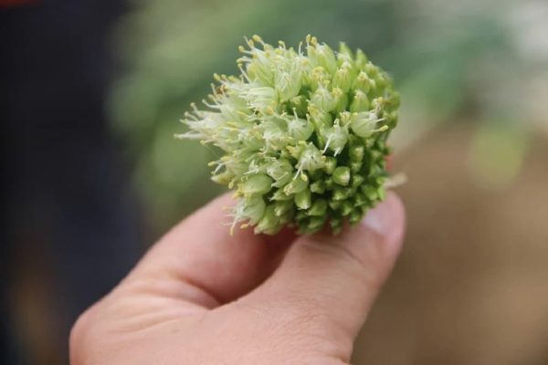 Allium fistulosum - Détail d'une fleur