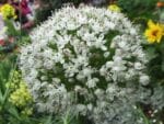 Allium fistulosum, Floraison de Ciboule, graines et plants d'Allium fistulosum, graines et plants de Ciboule