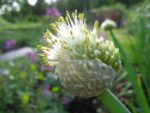 Allium fistulosum - Inflorescence