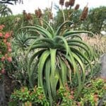 Aloe vaombe, Grand Aloe de Madagascar, graines d'Aloe vaombe, graines de Grand Aloe de Madagascar