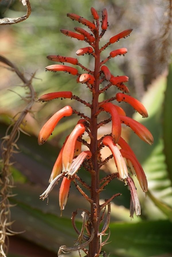 Aloe vaombe - Inflorescence