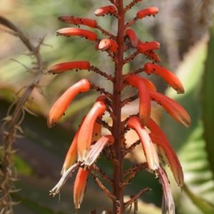 Aloe vaombe - Inflorescence