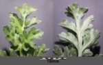 Artemisia absinthium - Détails d'une feuille