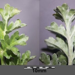 Artemisia absinthium - Détails d'une feuille