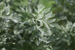 Artemisia absinthium - Feuillage