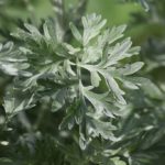 Artemisia absinthium - Feuillage