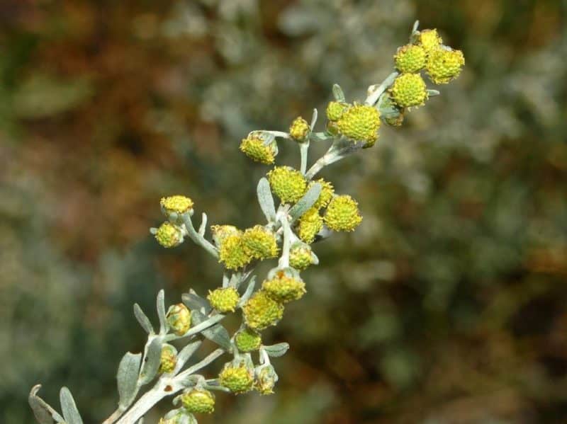 Artemisia absinthium - Floraison