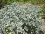 Artemisia absinthium - Vue générale