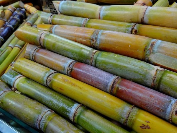 Canne à sucre en tronçons