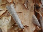 Betula papyrifera - Ecorce